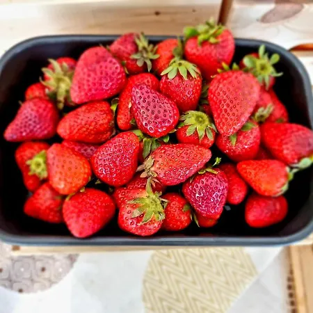 Elefantino Grey - Free Brunch & Breakfast Until 13-00 - Vicinissimi A Mirabilandia Milano Marittima