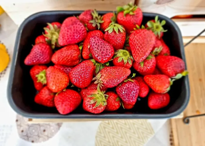 Elefantino Grey - Free Brunch & Breakfast Until 13-00 - Vicinissimi A Mirabilandia Μιλάνο Μαριτίμα